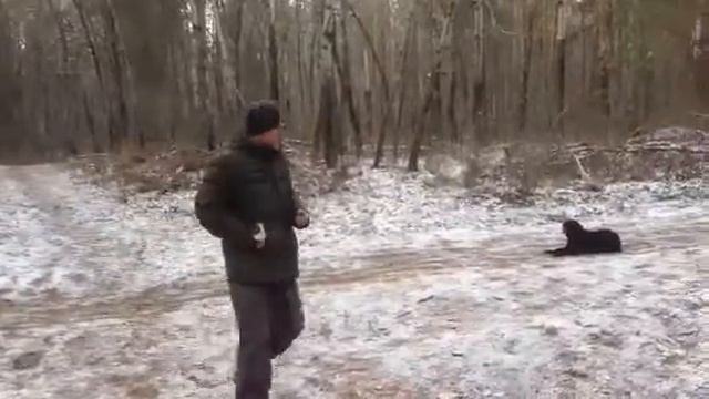 Лабрадор команды 3 месяца смотреть онлайн