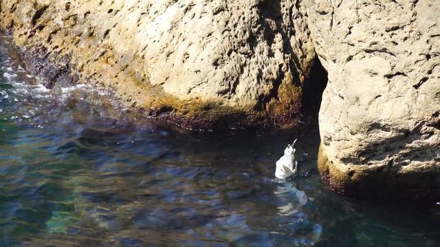 Чайка плавает в море между камней в поисках еды смотреть онлайн