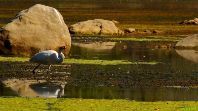 Большая белая цапля - Great egret смотреть онлайн