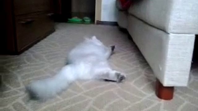 Кот упал Cat fell смотреть онлайн