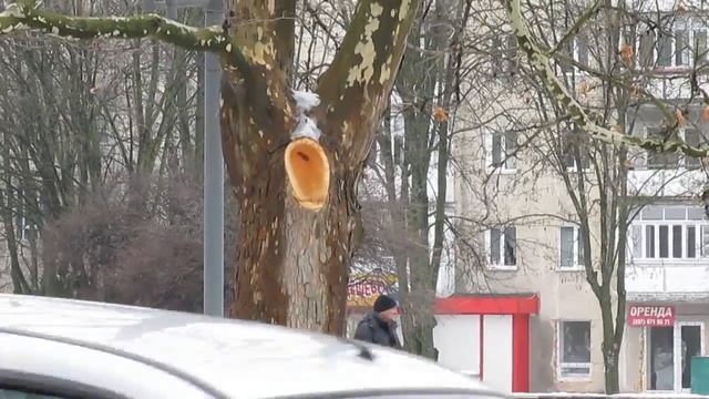 Платан - как выглядит древесина дерева. Семена платана смотреть онлайн