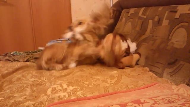 Английский спаниель смотреть онлайн