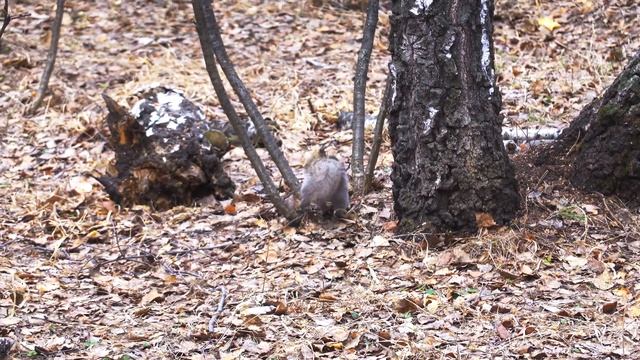 Серая белочка с яркими светло-коричневыми пятнами 19 апреля 2023 г смотреть онлайн
