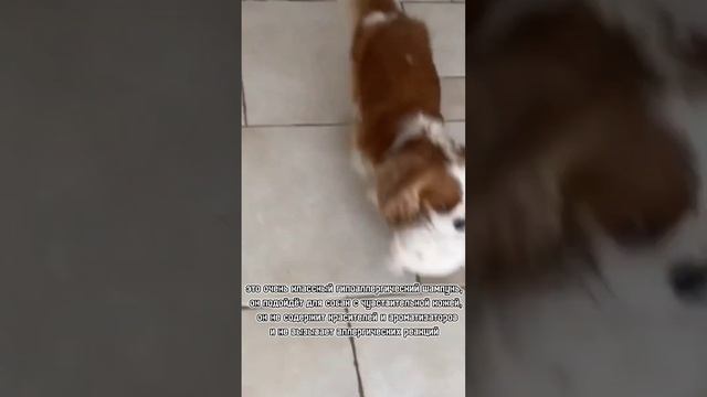 ?хорошие шампуни для собак? смотреть онлайн