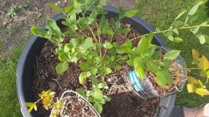 Пересадка голубики в правильный грунт.