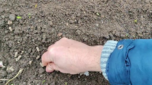 Мой новый ☝метод посадки чеснока смотреть онлайн