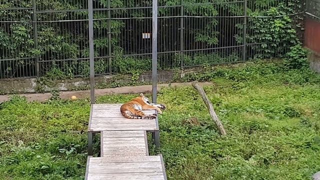 Калининградская область! Достопримечательности Калининграда. Калининградский зоопарк. смотреть онлайн