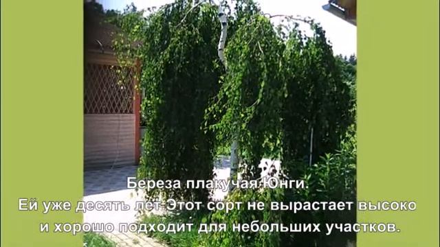 Альпийская горка с ручьем и водоемом смотреть онлайн