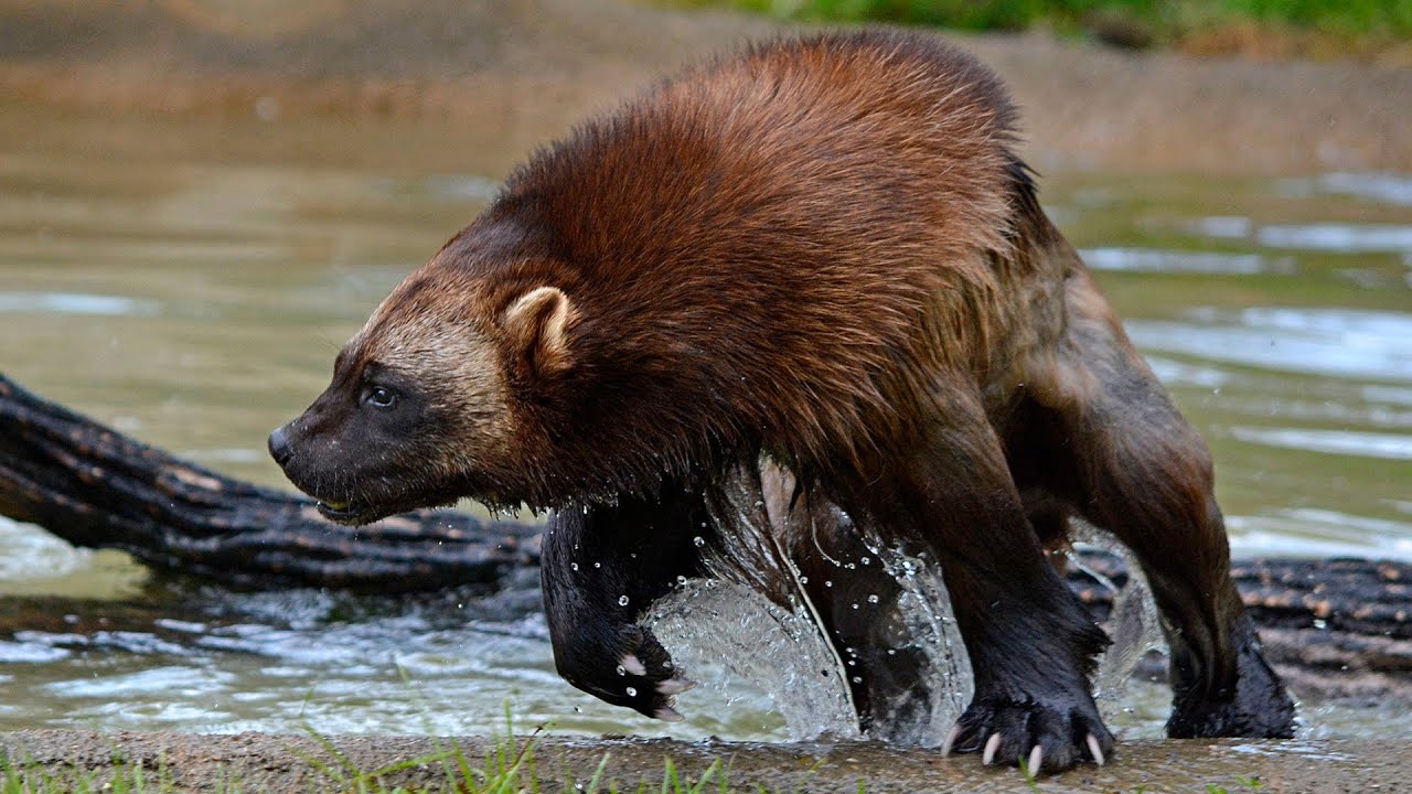 РОСОМАХА - самый хитрый и злобный зверь! Он не боится ни волков, ни медведей! Интересное о росомахе! смотреть онлайн