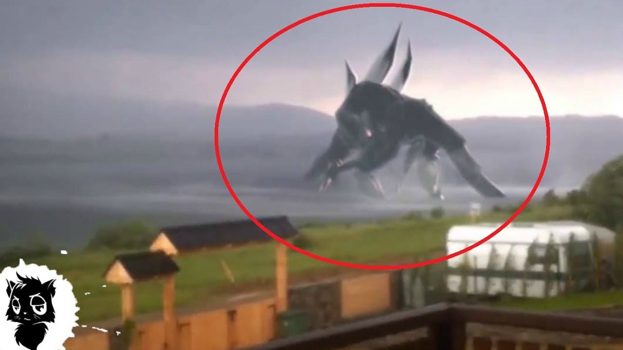 5 ГИГАНТСКИХ МОНСТРОВ СНЯТЫХ НА КАМЕРУ [Черный кот] смотреть онлайн