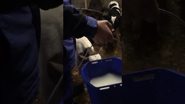 Как кормить маленького телёнка смотреть онлайн