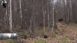 ОХОТА С ЛАЙКАМИ # ТРОФЕЙНЫЙ ЛОСЬ