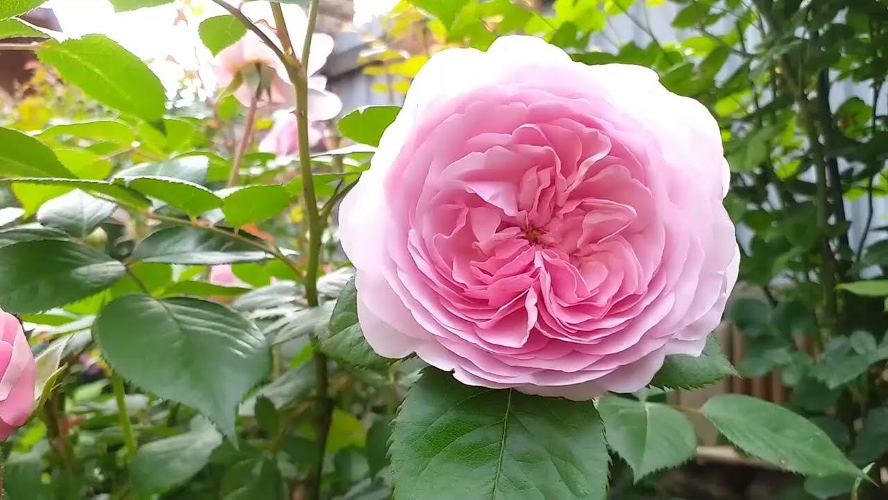 Розы начинаются - ОБЗОР смотреть онлайн