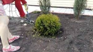 РАДИФАРМ и МЕГАФОЛ Обработка хвойных растений