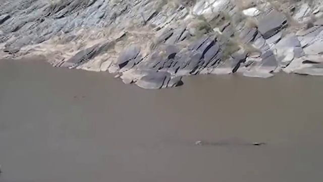 крокодилы и африканские гуси смотреть онлайн