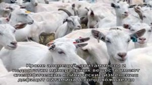 Почему у коз выпадает шерсть?