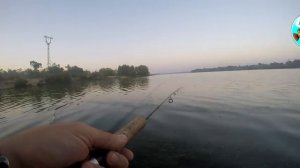 Ловля жереха на бомбарду с бородками.