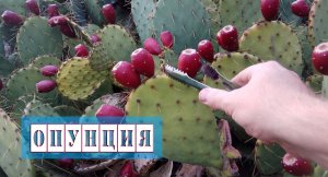 Плоды кактуса, Опунция. Лечебные свойства лекарственного растения.