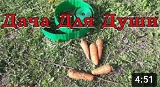 Сажаем МОРКОВЬ на собственные семена??? смотреть онлайн