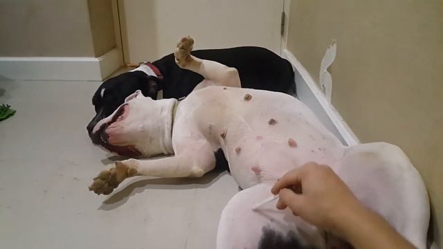 Oliang and nomyen the pitbulls after ball chasing game 1/2 смотреть онлайн