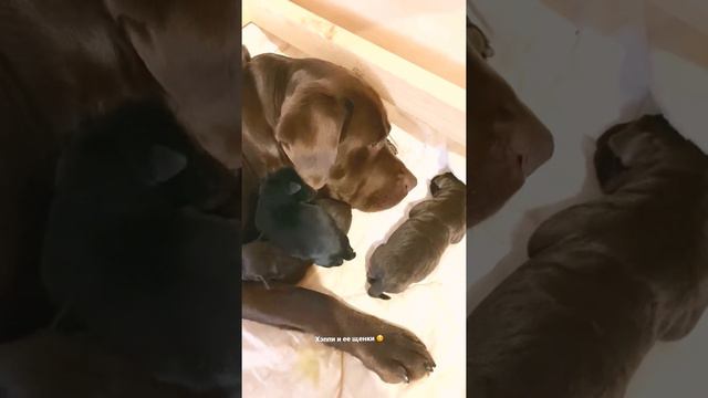 Лабрадор Хэппи и ее щенки. Родились 15/04/22. Бронируйте! ВК happy.labrador смотреть онлайн