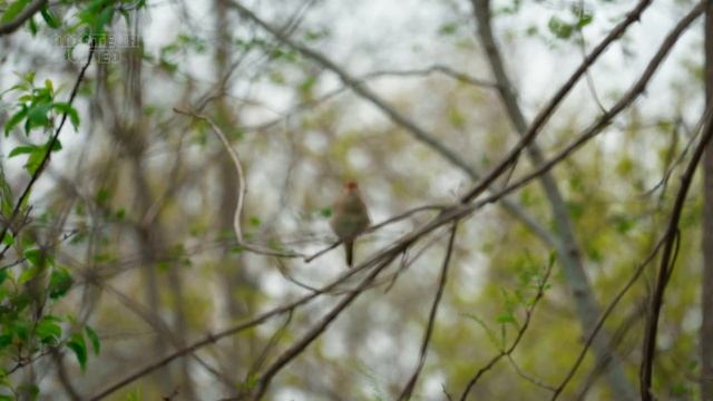 весенний калейдоскоп природы смотреть онлайн