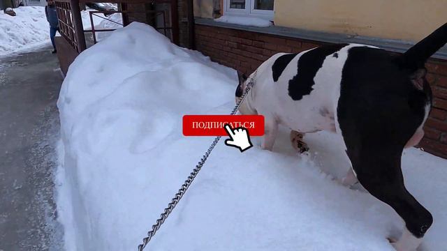 Амстафф Танк вернулся....хотите узнать откуда? смотреть онлайн
