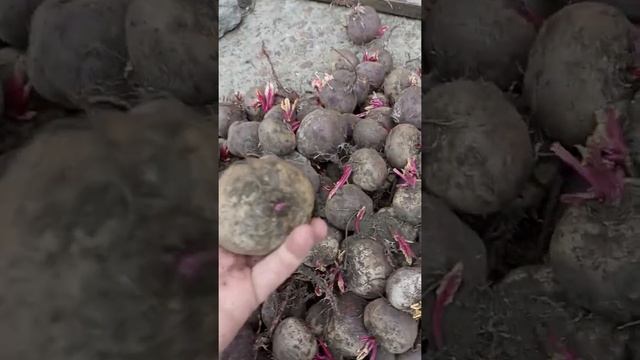 Свёкла Крым 18.04.2022! Очень сладкая! Калибр 6-9. Сорт ПАБЛО. смотреть онлайн