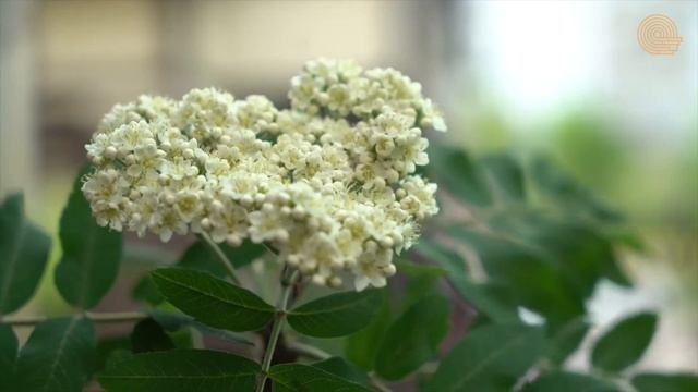 Строительство каркасного дома, как выбрать? Пресс-центр ЛПК России смотреть онлайн