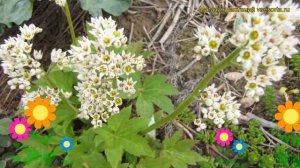 Мукдения росса Карасуба. Краткий обзор, описание характеристик mukdenia rossii Karasuba