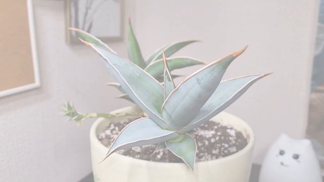 Сансевиерия пингвикула (Sansevieria Pinguicula) - обзор моего домашнего растения.