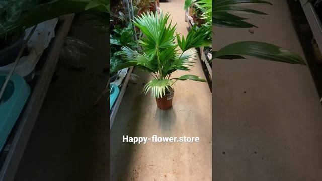 Ливистона Ротундифолия Д15 В60. Уточнить наличие и приобрести: www.happy-flower.store смотреть онлайн
