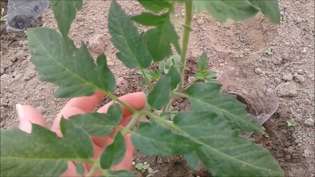 ВАЖНАЯ ПОДКОРМКА ПОМИДОРОВ В ТЕПЛИЦЕ смотреть онлайн