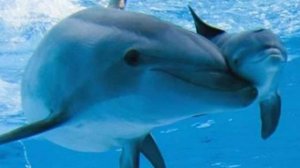 Все о дельфинах  Урок 1 (4). Жизнь дельфинов стадом. Рубрика Хочу все знать