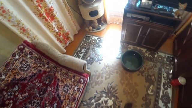 Решение проблемы с шерстью домашних питомцев в домашних условиях смотреть онлайн