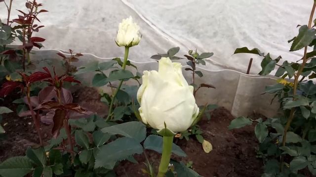 Обзор чайно-гибридных роз сорта Аваланж смотреть онлайн