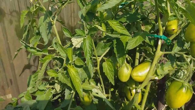 Томат Боец желтый или Буян желтый, очень урожайный и вкусный смотреть онлайн