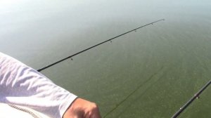 Рыбалка на Каме . Август . Ловим чехонь.