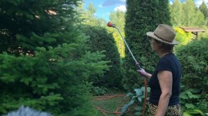 Хермес. Как избавиться от вредителя хвойных.