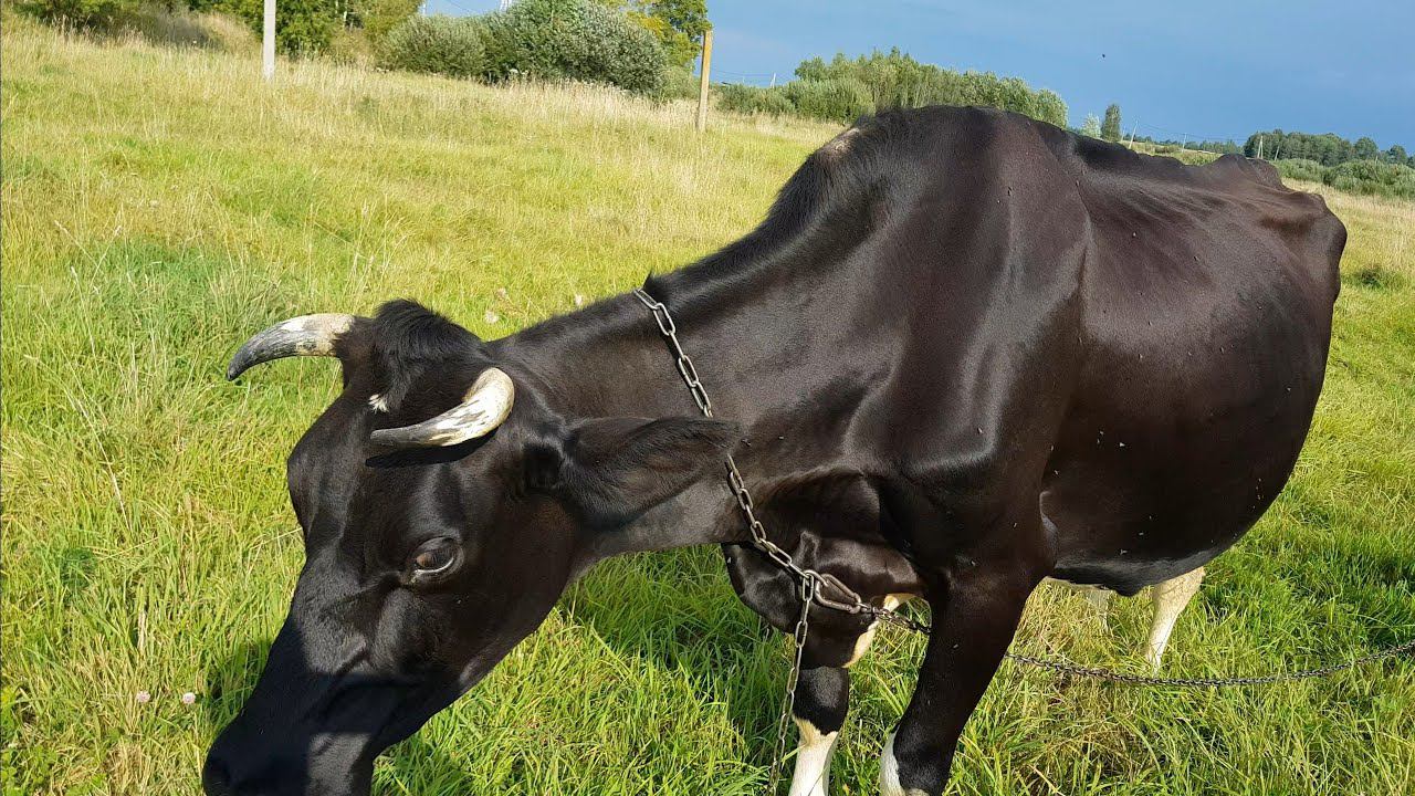 ХОЗЯЙСТВО КОРОВА КОЗЫ И СОБАКИ смотреть онлайн