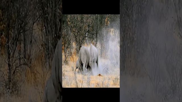 Ice age GIANT | Woolly Rhino facts and information | extinct wild life animals смотреть онлайн