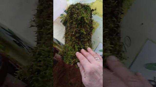 Лесной мох и не обязательно сфагнум! смотреть онлайн