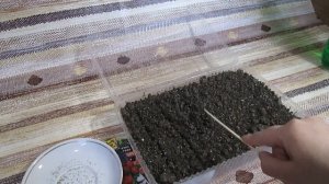 Маргаритка // Выращивание цветка из семян ///Посев на рассаду - когда и как