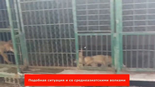 Зоопарк или зоотюрьма? Худжандцы возмущены ужасными условиями содержания диких животных (ВИДЕО) смотреть онлайн
