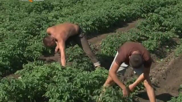 8,5 тысяч гектаров земли в Якутии усеяны картофелем. смотреть онлайн