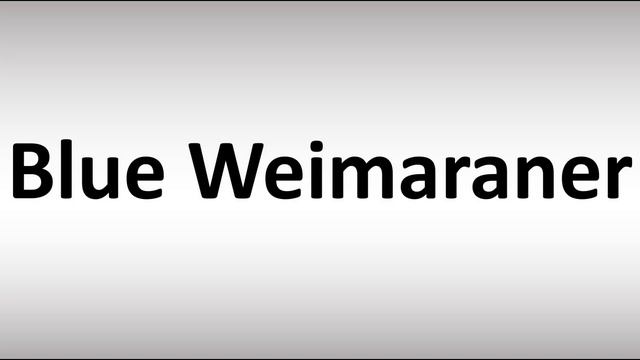 How to Pronounce Blue Weimaraner смотреть онлайн