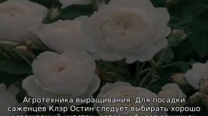 Роза Клэр Остин