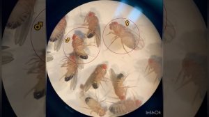 Мухи дрозофилы