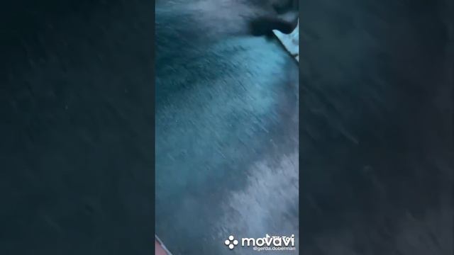 догляд за доберманом смотреть онлайн