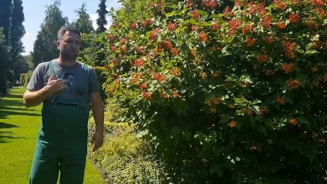 Viburnum opulus 'Compactum' – Törpe bangita смотреть онлайн